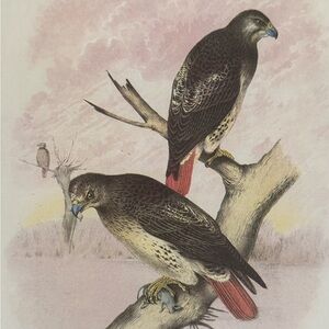 Vintage Bird Ornithological Botanical Print 🌿

Approximately 11 1/4” x 14 1/2”